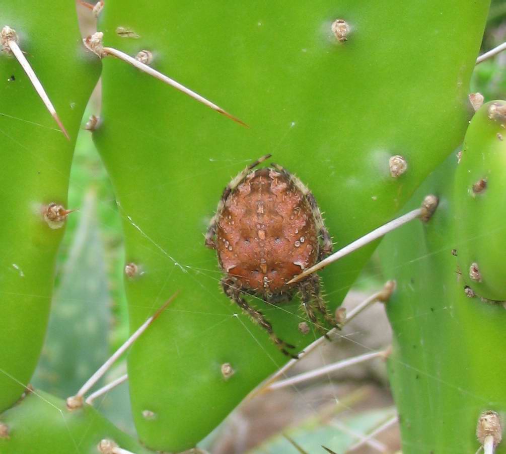 Araneus sp.